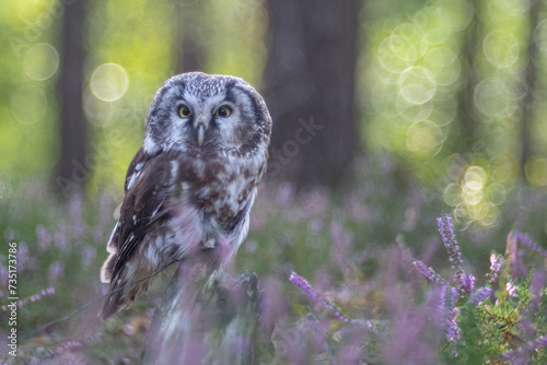 Boreal owl (Aegolius funereus) in the pink heather. Close -up portrait of tiny brown owl with shining yellow eyes and a yellow beak in a beautiful natural environment. photo