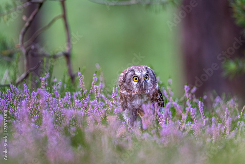 Boreal owl (Aegolius funereus) in the pink heather. Close -up portrait of tiny brown owl with shining yellow eyes and a yellow beak in a beautiful natural environment. photo