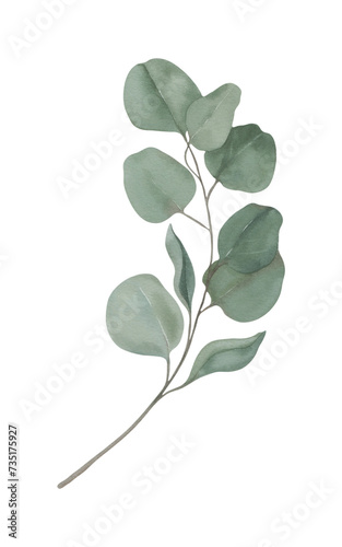 Eucalyptus branch with green leaves watercolour hand drawing