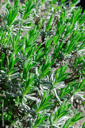 Young sprouts on lavender bushes. Plants