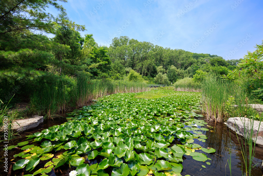 Toronto evergreen brick works lily pond 