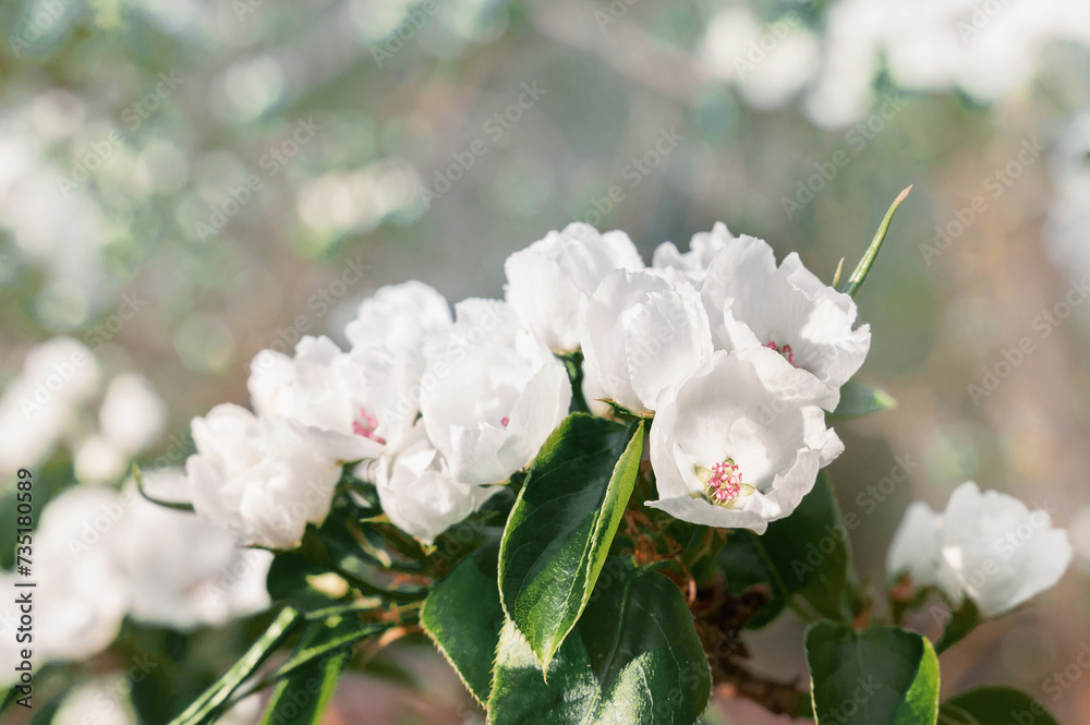 Obraz premium pear flowers. blooming tree in the garden. white delicate flowers and green and young leaves. Branches of flowering pears on a green background. close-up. pear