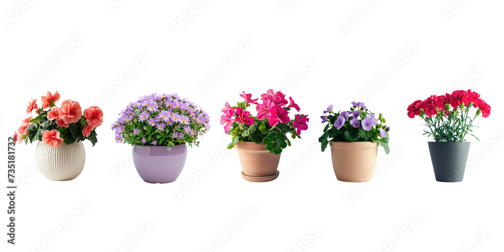 Set of fresh flowers in pot isolated on background, collection of houseplant botany, natural spring tree and plant concept.