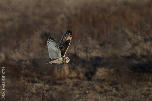 Short-eared owl in flight with wings spread hunts over rural agriculture fields for mice and voles