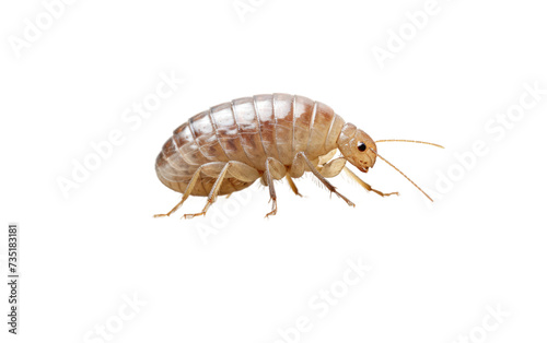 Stone and Flea Encounter isolated on transparent Background