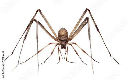 Harvestman daddy longlegs isolated on transparent Background photo