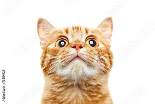 Close Up Portrait of a Cat Isolated on Transparent Background