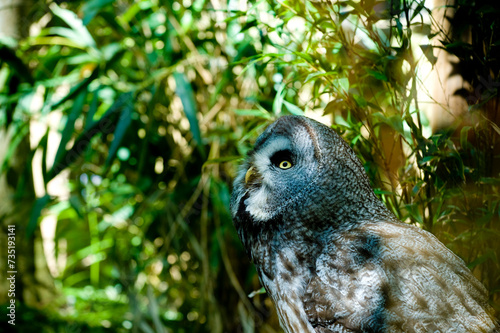 Owl