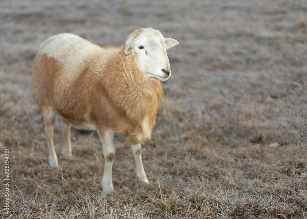 Obraz premium Young brown and red sheep ram