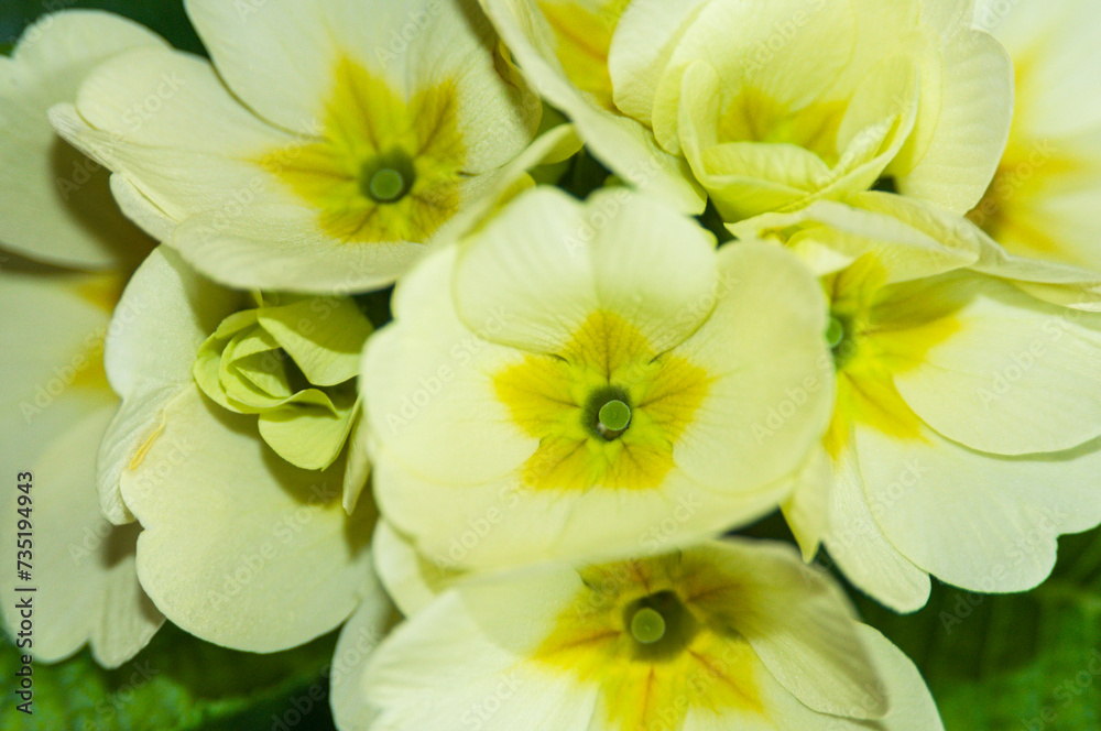 Fototapeta premium Close-up of a group of yellow primroses