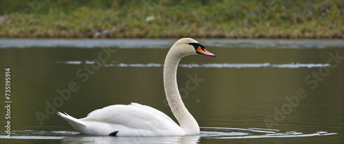 Graceful swan gliding against clear backdrop - Creative technology