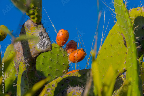 The prickly pear is a fruit of the cactus family. It has a thick and thorny shell with a pulp abundant in seeds. photo