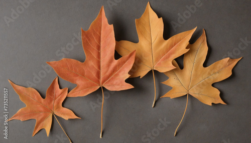 Autumn Maple leaves isolated on transparent background