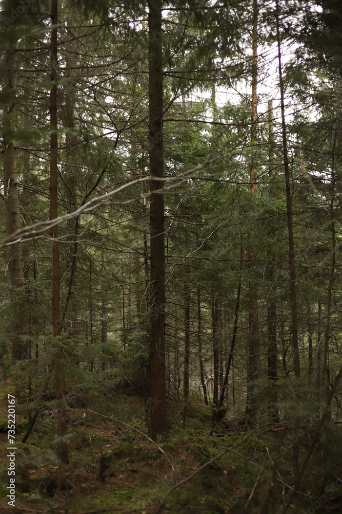 dense spruce wild forest. ecology