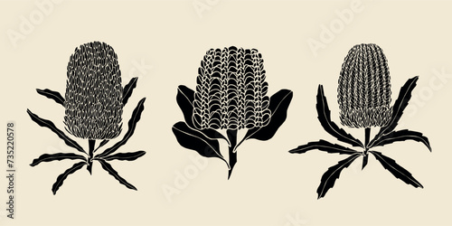 Set of flat vector banksia flowers. Australian native plants photo