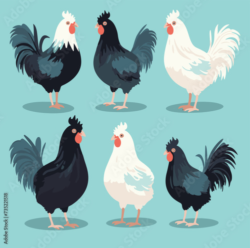 vector illustrations of different chicken breeds, showcasing their unique characteristics and features.