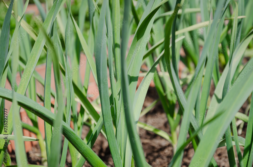 Green leaves of garlic growing in the garden close-up Green leaves of garlic growing in the garden close-up