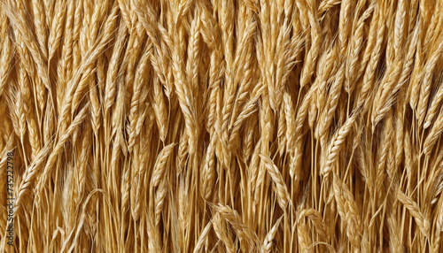 Golden Wheat Ears, Harvested
