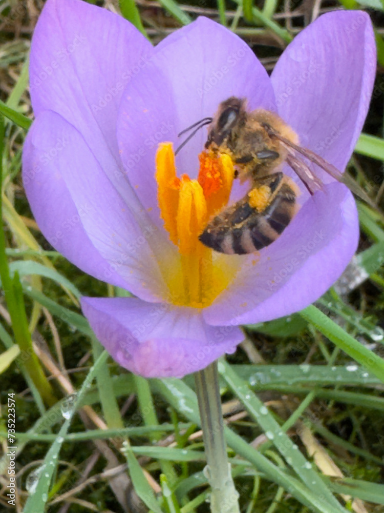 Frühlingserwachen mit einer Honigbiene, die auf eine Blüte des Krokus sitzt und Pollen sammelt. Die Biene tanzt und genießt den Honig Nektar. Frühlingserwachen mit einer Honigbiene, die auf eine Blüte des Krokus sitzt und Pollen sammelt. Die Biene tanzt und genießt den Honig Nektar.