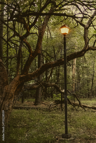 Unique Tree Branches On Nature Trail photo