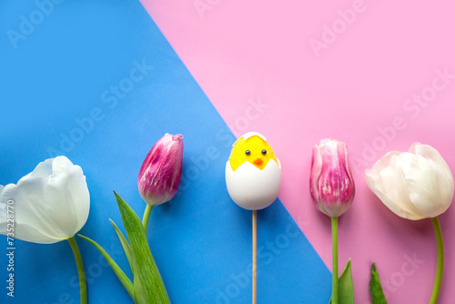 Easter composition - tulips, toy chicken  and quail eggs on geometric blue and pink background, top view photo