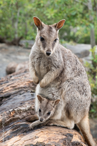 Mareeba Rock Wallaby, Australia © OzCam