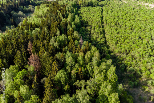 View from above of a mixed forest and a field overgrown with young forest