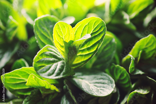 Bunch of fresh mint leaves with backlit od sun set light, macro, closeup, narural healthy food and close to the nature concept photo