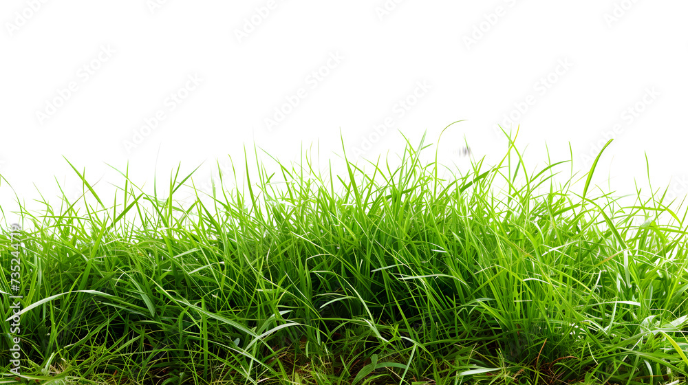 Fototapeta premium Green fresh lawn grass, isolated in white background