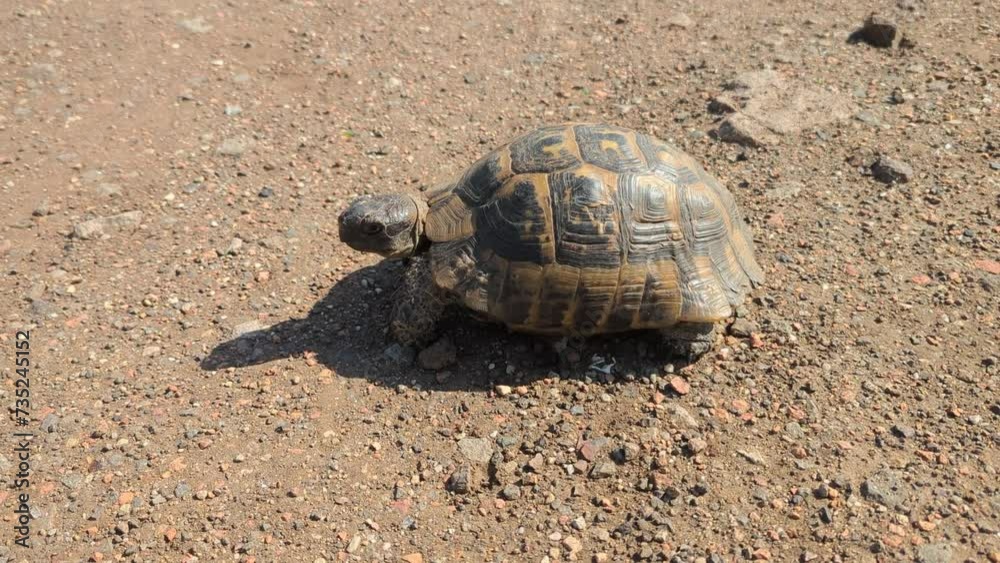 A large Steppe tortoise runs across a dirt road in the wild A large Steppe tortoise runs across a dirt road in the wild