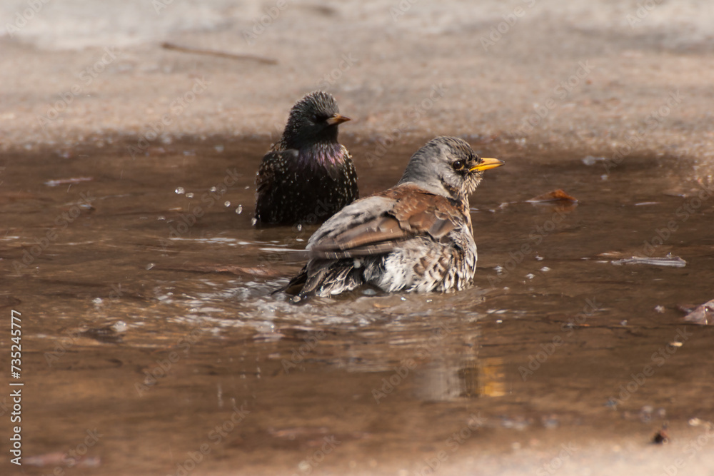 Thrush bathing in the water after the rain Thrush bathing in the water after the rain