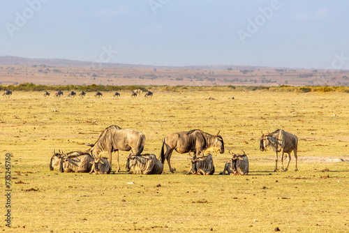A herd of common wildebeest in Amboseli National Park  Kenya
