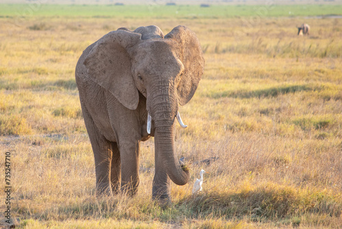 A solitary African bush elephant facing the camera in Amboseli National Park, Kenya