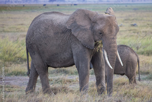 An African bush elephant in Amboseli National Park  Kenya