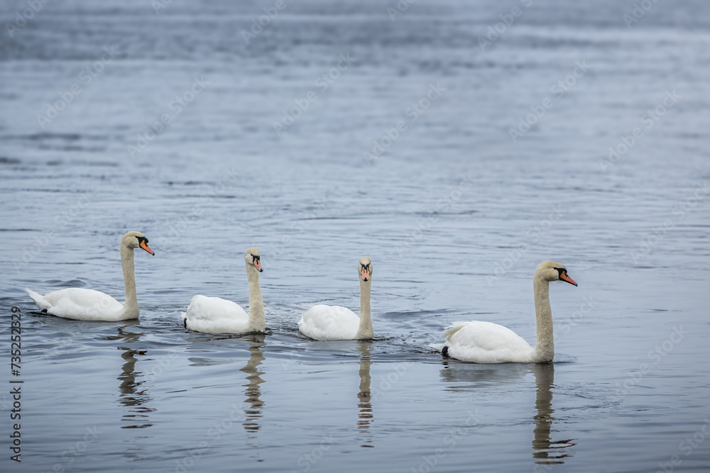 Flock swans swims in the river, wild birds in the city Flock swans swims in the river, wild birds in the city