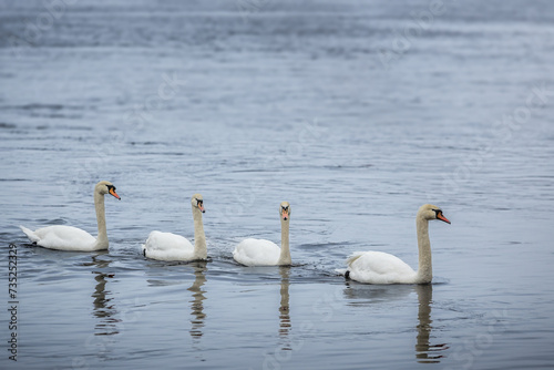 Flock swans swims in the river, wild birds in the city © gannusya