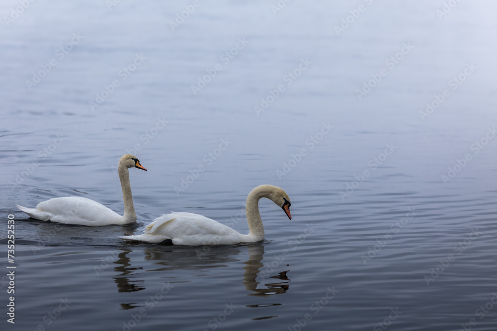 Two swans swims in the river, wild birds in the city Two swans swims in the river, wild birds in the city