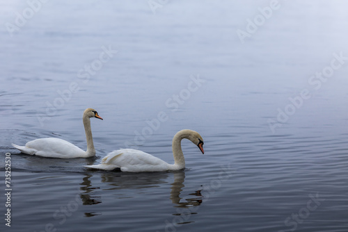 Two swans swims in the river, wild birds in the city