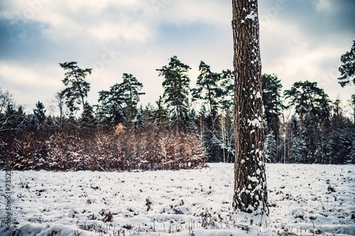 Fototapeta Naklejka Na Ścianę i Meble -  Zima