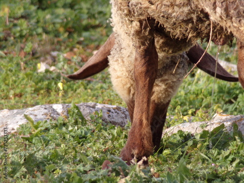 Sheep grazing on the green meadow