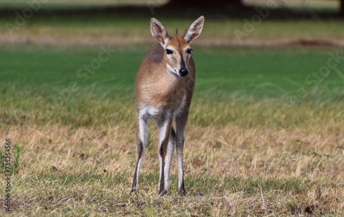 Common grey duiker in Zimbabwe. photo