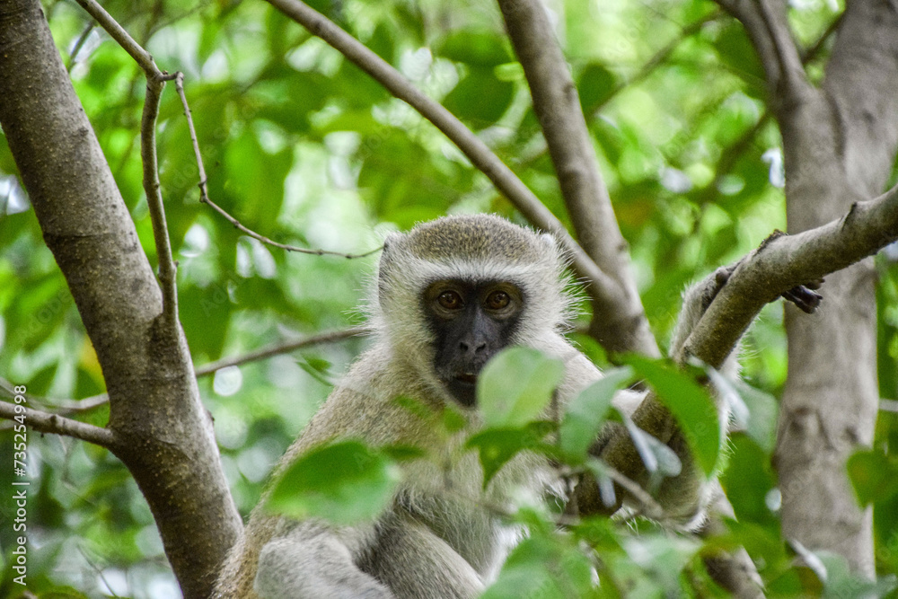 Obraz premium An adult vervet monkey on a tree in a nature reserve in Zimbabwe