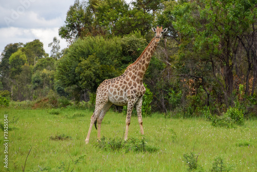 An adult giraffe in a nature reserve in Zimbabwe.