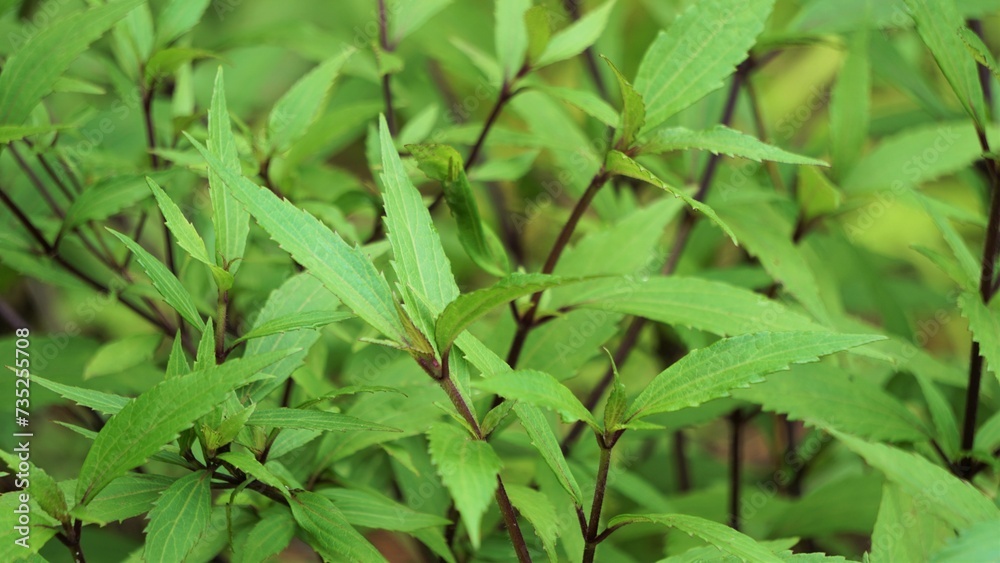 Ageratina riparia (mistflower, creeping croftonweed, mistflower, river-eupatorium, spreading snakeroot, roro ireng). It has most commonly been used as an ornamental plant Ageratina riparia (mistflower, creeping croftonweed, mistflower, river-eupatorium, spreading snakeroot, roro ireng). It has most commonly been used as an ornamental plant