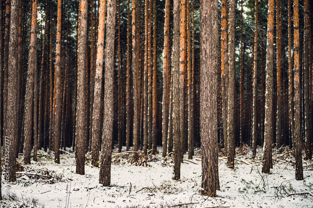 Fototapeta premium Zima