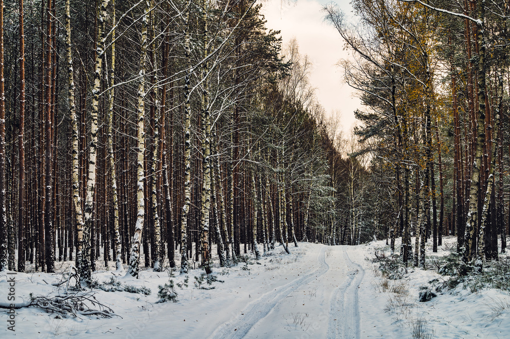Fototapeta premium Zima