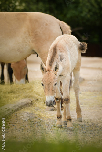 Przewalski s Horse is grazing in a zoo. Autumn day at the zoo