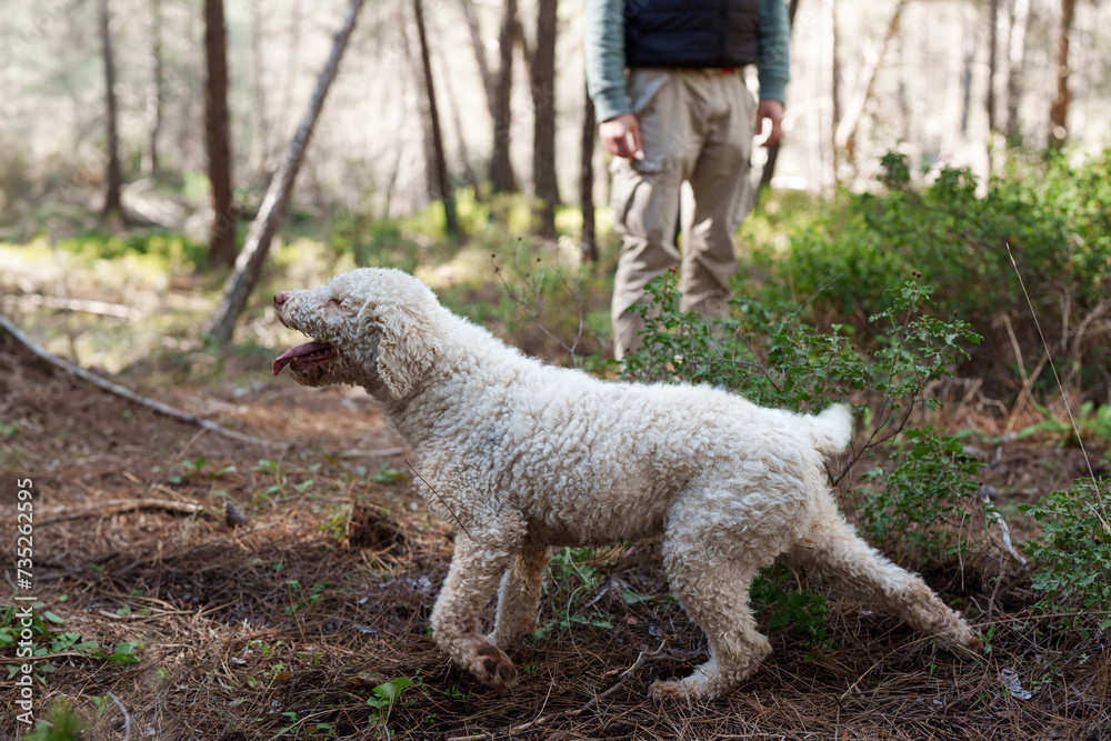 Lagotto Romagnolo dog, truffle hunting breed. Looking for truffles with its owner in the forest. Specialized dog at work. Dog walking outdoors Lagotto Romagnolo dog, truffle hunting breed. Looking for truffles with its owner in the forest. Specialized dog at work. Dog walking outdoors