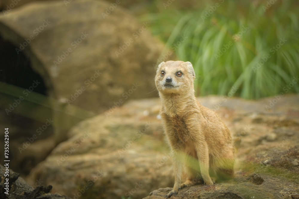 Fototapeta premium A mongoose is sitting in its enclosure at the zoo. Summer sunny day at the zoo. Happy animal in captivity