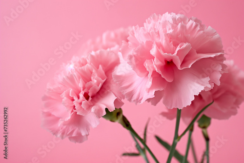 bouquet of carnations on pink background